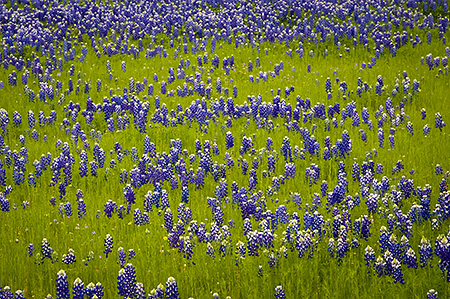 Bluebonnets in Spring Grass, Hill Country, TX